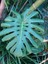 WINDOWLEAF-MONSTERA-DELICIOSA-Philodendron-BIG-LEAFY-INDOOR-Potted-Nice-Plant