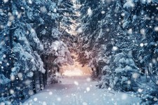 10x8ft Winter Snow Coniferous Forest Trees Road Photo Background Vinyl Backdrop