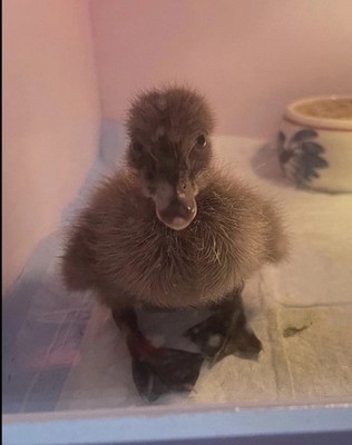 2 DOZEN (24) DUCK EGGS laid by Domestic Breeds (BYM)