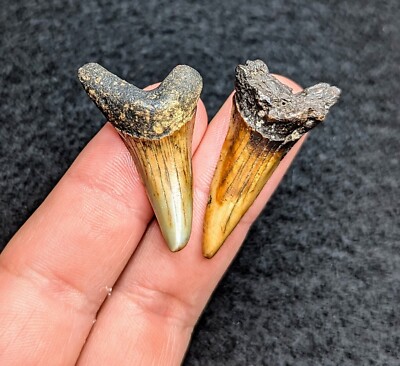 Pair Of Beautiful River Stained Makos From North Florida Eocene