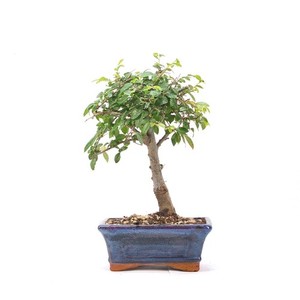 Rene's Bonsai Baum | eBay.de Shops