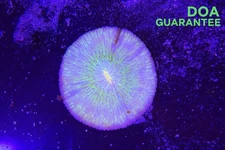 WYSIWYG Purlple and Green Plate Coral