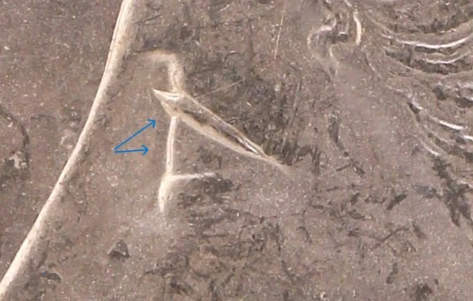 1888-P $1 PCGS MS 63 VAM-18 "Doubled Eyelid" (HOT 50 Coin) - Image 2 of 4