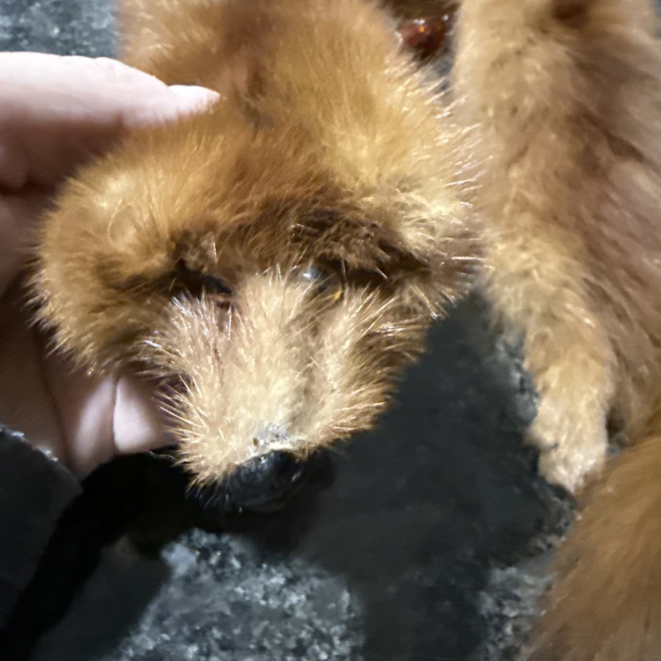 Mink Fur Red Stole Wrap Neck Shoulder 3 Full Body Pelts w Tails Vtg 1940s - Image 2 of 4