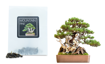 30 Mountain Pine Bonsai Seeds | Grow Your Own Bonsai Tree | Beginners Gift  | eBay