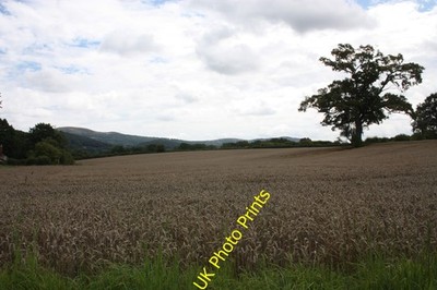 Foto A2 Weizenfeld Kirchenfeld\/SO7346 sehr reif und knisternd in L um 2010
