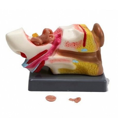 4D Ohr Modell Hands-on PVC Ohr Anatomie Modell kompakt für anatomische