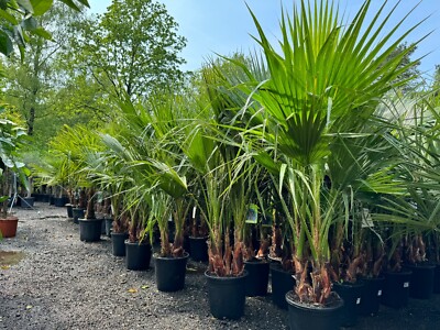 Palme - Washingtonia Robusta Multi Stamm - 140 cm - Mexikanische Fächerpalme