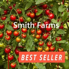 50 Seeds Cherry Tomato Hybrid Juicy Easy to Grow Vegetable Garden Planting