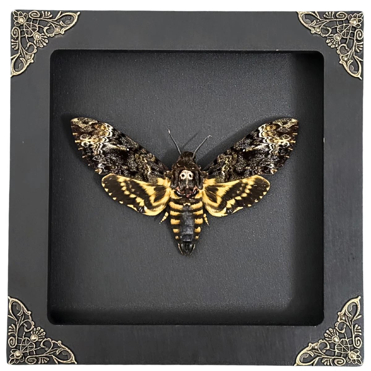 蝴蝶标本剥制术| eBay