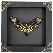 Polilla Cabeza de Muerte Enmarcada Real Acherontia, Mariposa Seca Calavera Polilla Taxidermia