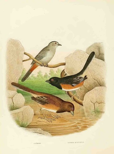 1882 Nests and Eggs of Birds of United States by Gentry 54 color plates Leather - Picture 9 of 19