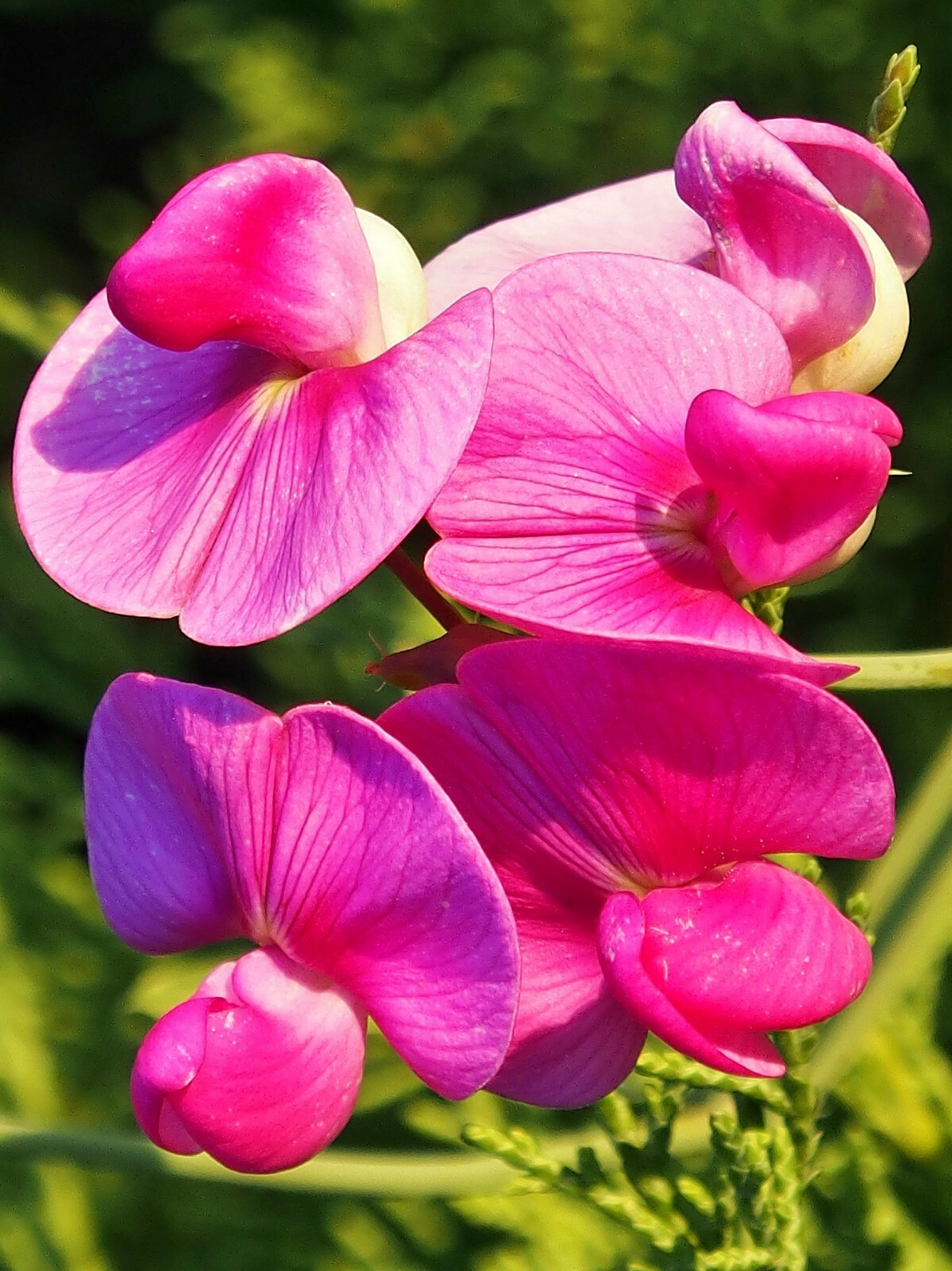 300 Samen Wicke Kletterpflanze Vicia Sativa Sommerwicke Wildblumen