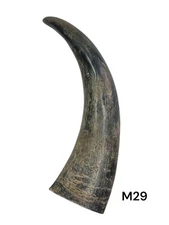 ONE MEDIUM UNPOLISHED COW HORN , REAL HORN , ONE OF A KIND , NATURAL COLOR , #29