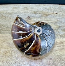 Fossil Nautilus Large Madagascar Jurassic ancient Marine UV react collect 641g 2