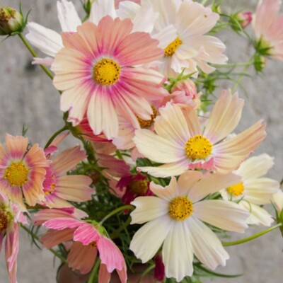 Schmuckkörbchen APRICOT LEMONADE 20 Samen COSMOS BIPINNATUS Kosmee SCHNITTBLUME