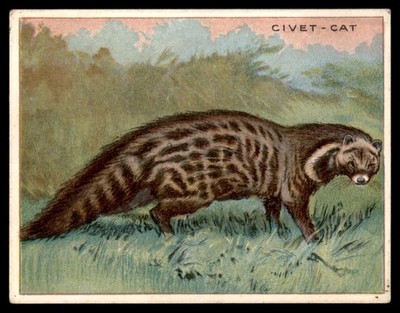Civet-Cat 1909 T29 animals Hassan Cigarettes