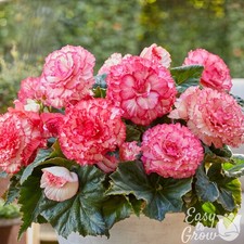 Begonia Picotee White Pink 3 Plant Bulbs - Summer Tropical Blooms, Easy to Grow