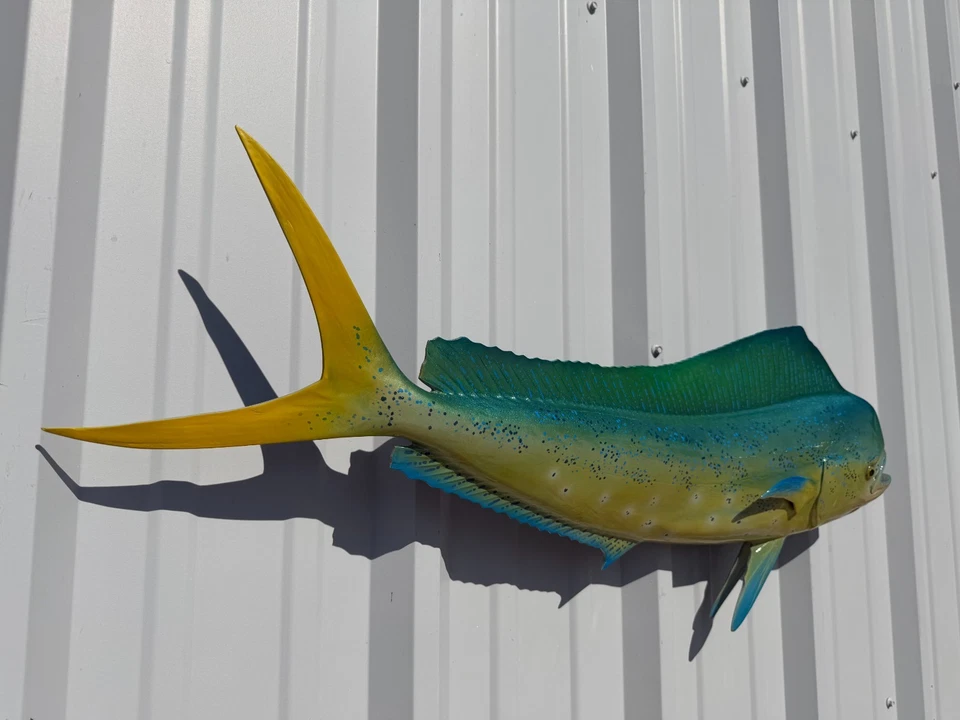 36" Bull Dolphin (Dorado/Mahi) réplica de montagem de peixe em dois lados - Em estoque - Imagem 3 de 4