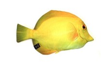 Yellow Tang Real Fish-like Zipper Pen  Make-up Pouch Pencil Case Handmade Gift