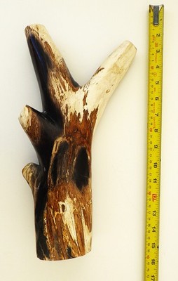 Fossil Holz versteinerter Ast Miozän 20 m.j.o., 36 cm, 3,3 kg Ostjava