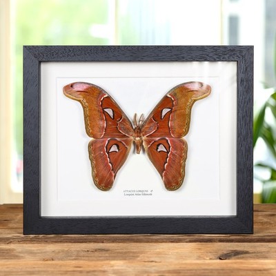 Pink Atlas Moth Frame (Attacus lorquIni)