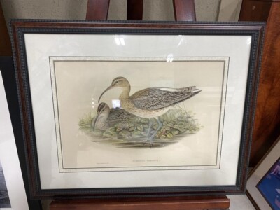Orig. J. Gould & H. C. Richter ''Nunenius Phaeopus'' Litho c1850 Framed Authentic 
