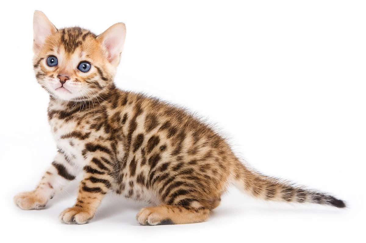 Cat Bengal kitten 6x4 or 8x12 photo Print Beautiful Coloured print Fast  post | eBay