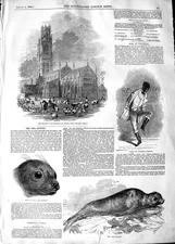 Original Old Antique Print 1848 Church Botolph Boston Sea Lioness Juba V 19th
