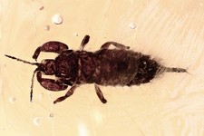 THYSANOPTERA Superb TRIP Phlaeothripidae Masywne nogi BURSZTYN BAŁTYCKI + HQ P 260326