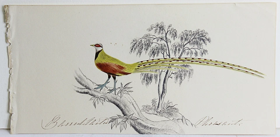 Dibujo a lápiz de colores EDWARD LEAR 1835 de colección del libro de dibujo de artista Foto 2 de 4