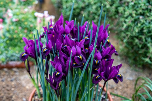 10x Iris Reticulata PAULINE Spring Flowering Bulbs Garden Dwarf Perennial Flower - Picture 7 of 8