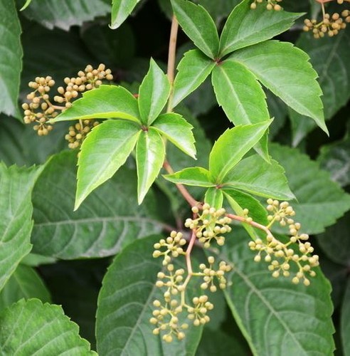 100 Virginia Creeper Seeds (Parthenocissus Quinquefolia) – Fast-Growing Boston Ivy Vine