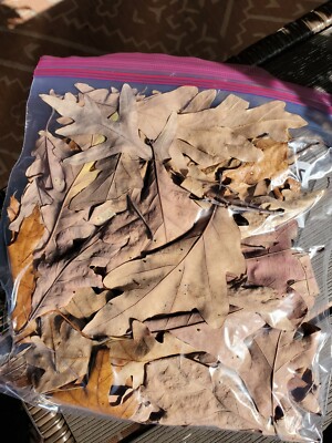  2 Gallon Bag Oak Leaf Litter Dart Frog Reptile Isopod Terrarium Leaves