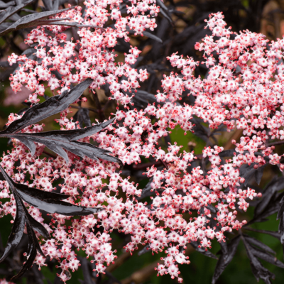 Sambucus nigra 'Black Lace' Hardy Shrub XXL Jumbo Plug Plants