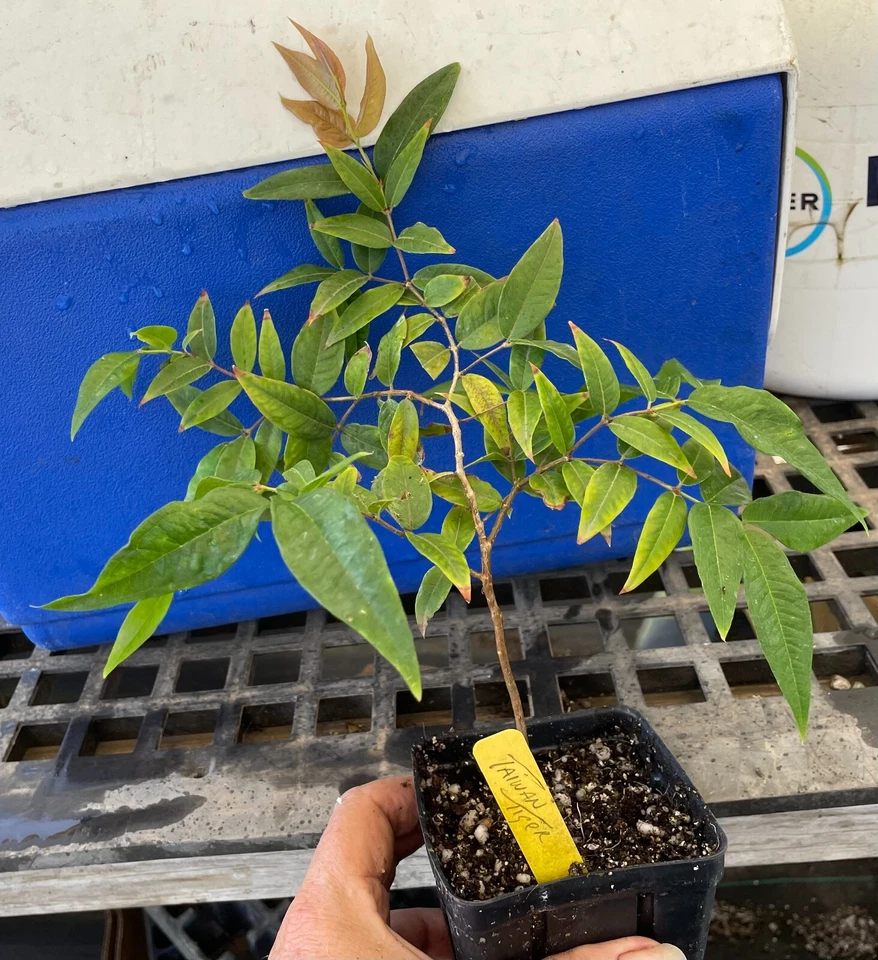 ~Taiwan Tiger Jaboticaba~ Rare Plinia Taiwan Tiger Grape Fruit Tree sml Plant - Image 2 of 4