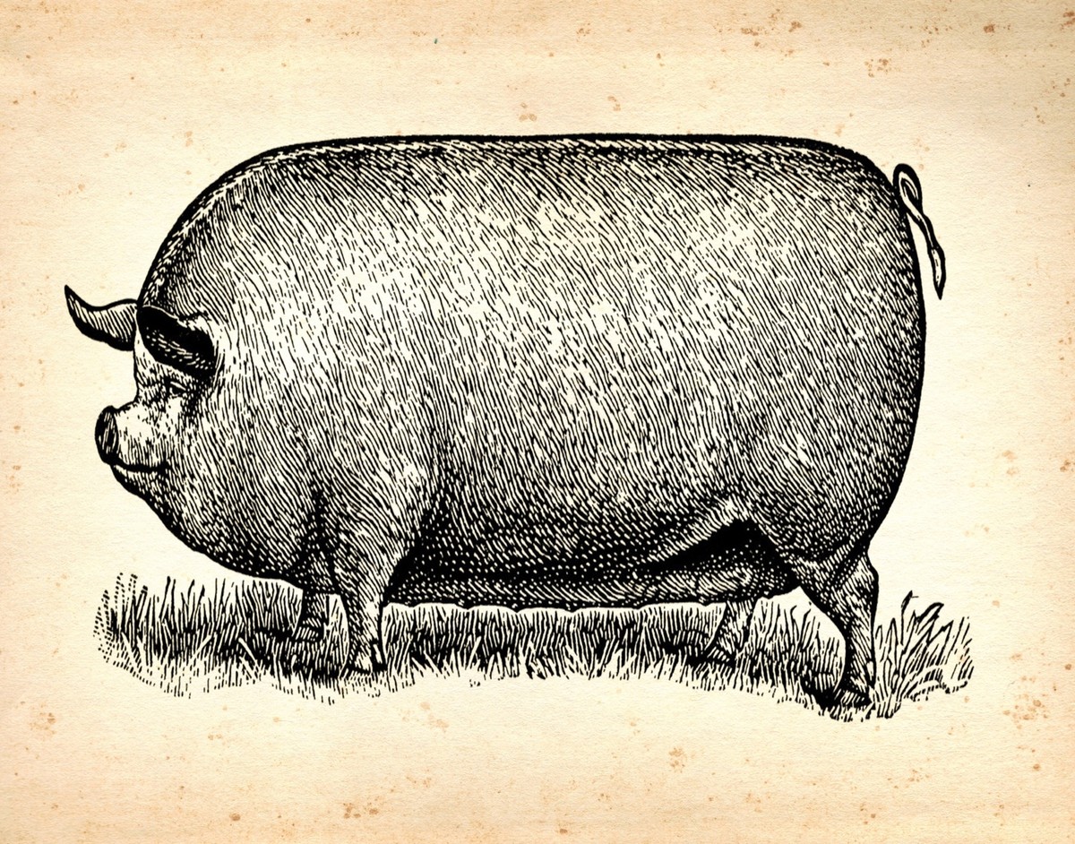 Decoration Poster.Home room art.Interior design.Fat pig.Vintage