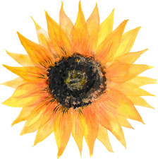 Sunflower Sticker Decal