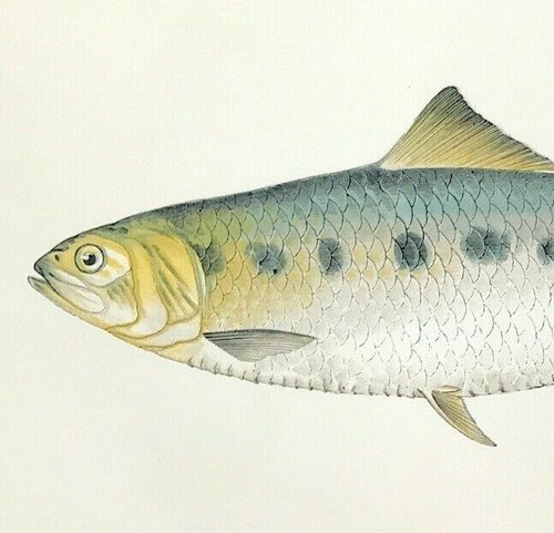 twait shad British Islands Fishes Jonathan Couch 1862 Original colour - Picture 2 of 3