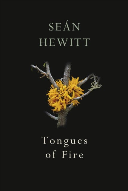 Tongues of Fire by Sean Hewitt (Paperback Book)