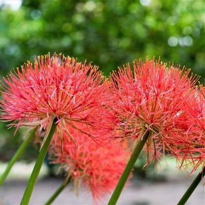African Blood Lily | Red Flowering Bulbs (Pack of 5) Fresh bulbs for Flower Pots