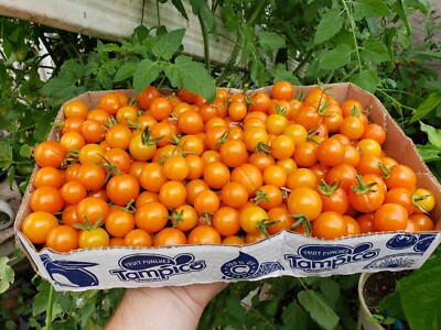 Honeycomb Orange Cherry Tomato Seeds! Organic High Yields Honey