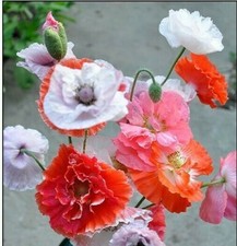 Papaver rhoes Shirley Mix 20 seeds  