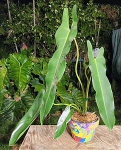 black alocasia plant Alocasia Black Stem, Elephant Ears, Live Tropical Plant main image 0