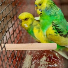 6 Pcs Parrot Wood Perch Stand Bird Cage Perches Natural Wood Bird Perch