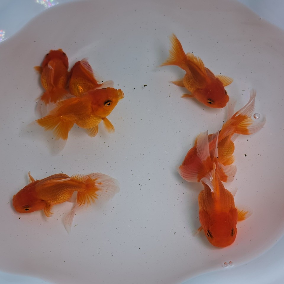 Live Fish Oranda Goldfish Juvenile Red Oranda Mix 2-2.5 inch with ...