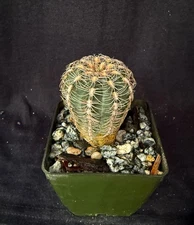 Gymnocalycium bruchii, cactus plant