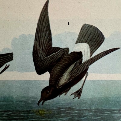 Storm Petrel Bird 1946 Color Art Print John James Audubon Nature DWV2K
