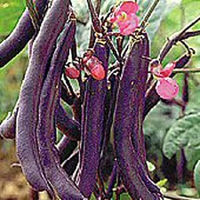 Royalty Purple Pod Bush Beans Seeds (25+ Seeds)