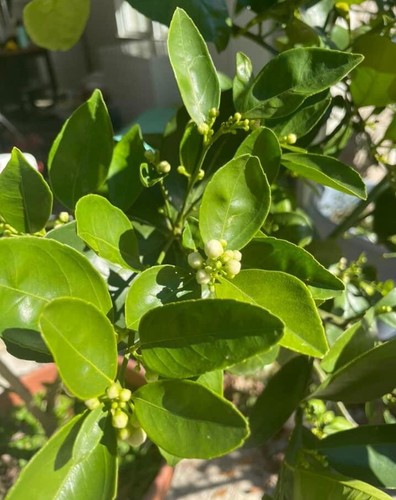 Grafted Dwarf EUREKA Lemon Citrus Tree 26-30” Citrapot Ship UPS Overnight - Picture 4 of 9